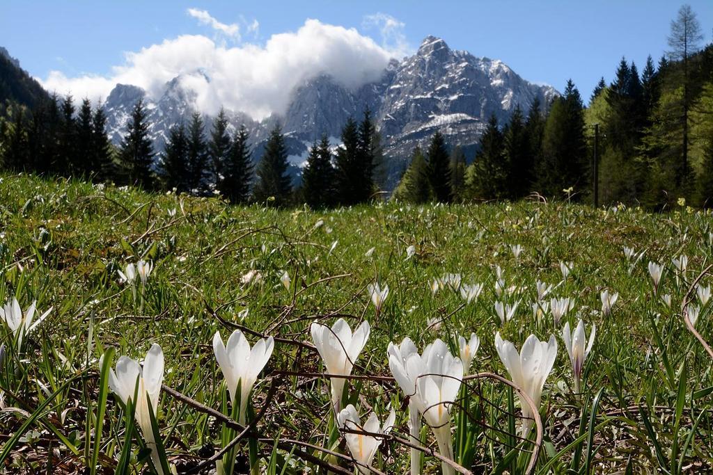 Alpine Spot Kranjska Gora Exterior foto